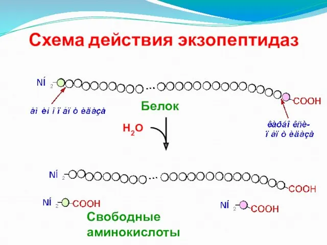 Схема действия экзопептидаз Н2О Свободные аминокислоты Белок