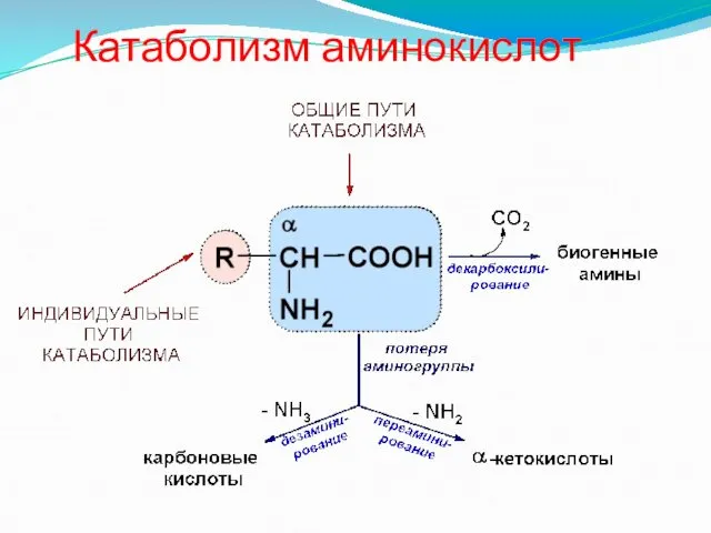 Катаболизм аминокислот