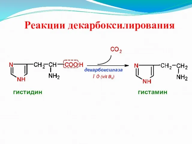 Реакции декарбоксилирования декарбоксилаза гистидин гистамин