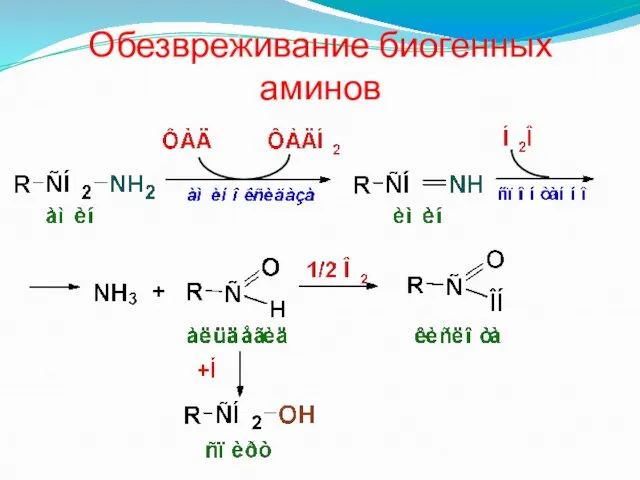 Обезвреживание биогенных аминов