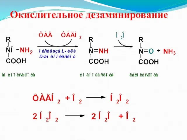 Окислительное дезаминирование