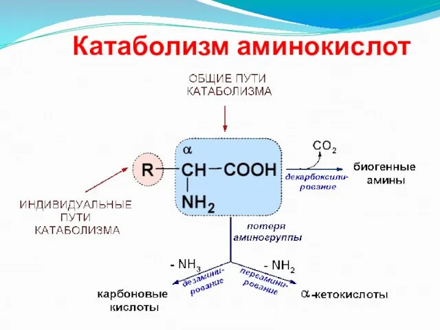 Катаболизм аминокислот