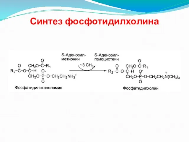 Синтез фосфотидилхолина