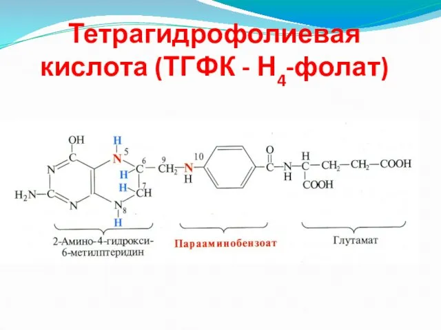 Тетрагидрофолиевая кислота (ТГФК - Н4-фолат)