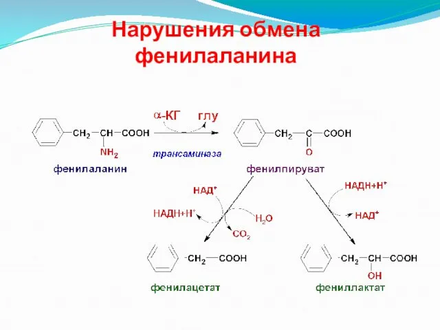 Нарушения обмена фенилаланина