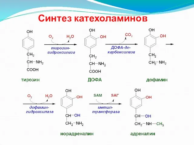 Синтез катехоламинов