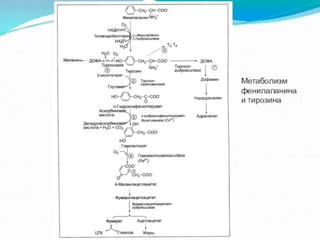 Метаболизм фенилаланина и тирозина