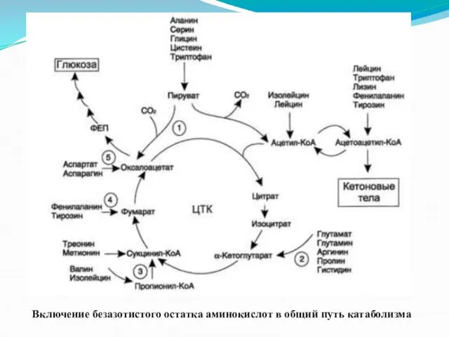 Включение безазотистого остатка аминокислот в общий путь катаболизма