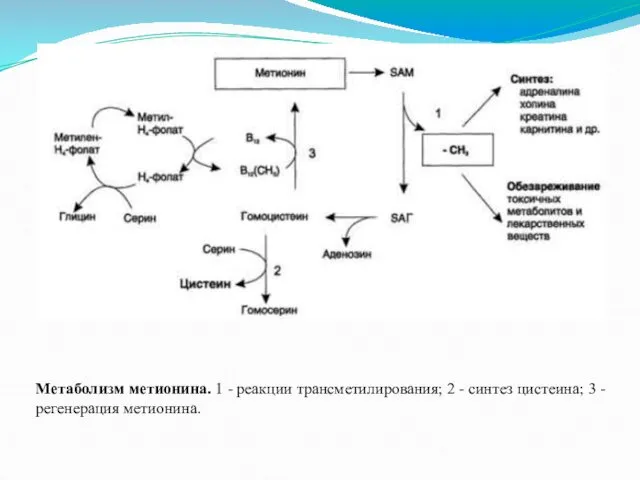 Метаболизм метионина. 1 - реакции трансметилирования; 2 - синтез цистеина; 3 - регенерация метионина.