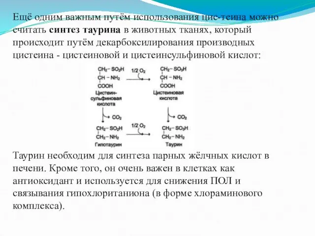 Ещё одним важным путём использования цис-теина можно считать синтез таурина