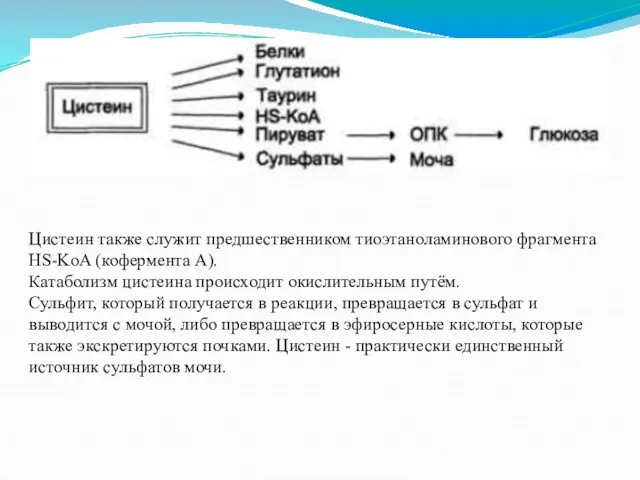 Цистеин также служит предшественником тиоэтаноламинового фрагмента HS-KoA (кофермента А). Катаболизм