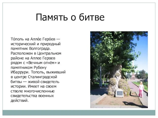 То́поль на Алле́е Геро́ев — исторический и природный памятник Волгограда.