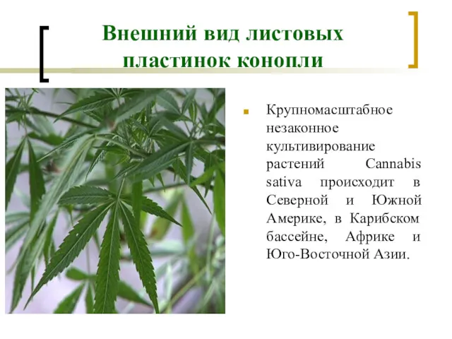 Внешний вид листовых пластинок конопли Крупномасштабное незаконное культивирование растений Cannabis sativa происходит в