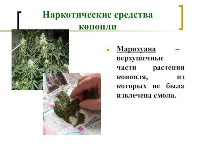 Наркотические средства конопли Марихуана – верхушечные части растения конопля, из которых не была извлечена смола.