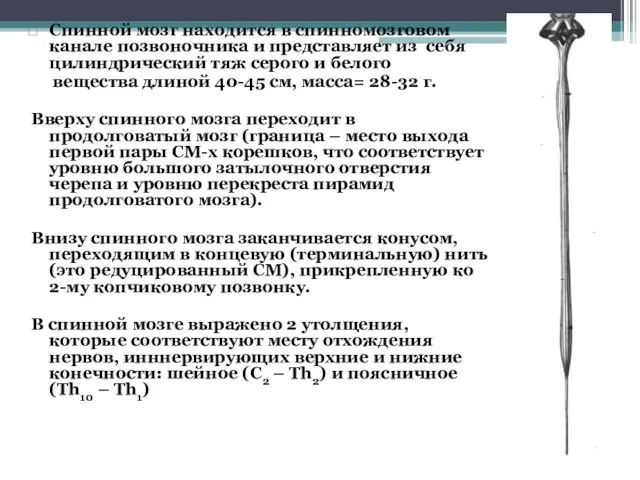 Спинной мозг находится в спинномозговом канале позвоночника и представляет из