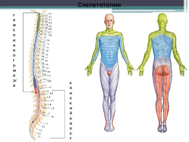 Скелетотопия тяж спинного мозга конский хвост