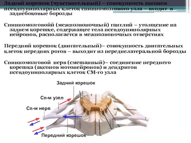 Задний корешок (чувствительный) – совокупность аксонов псевдоуниполярных клеток спинномозгового узла