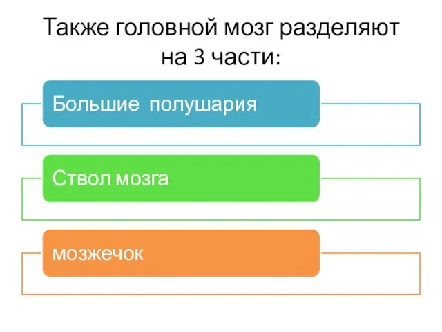 Также головной мозг разделяют на 3 части: