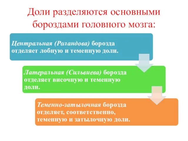 Доли разделяются основными бороздами головного мозга: