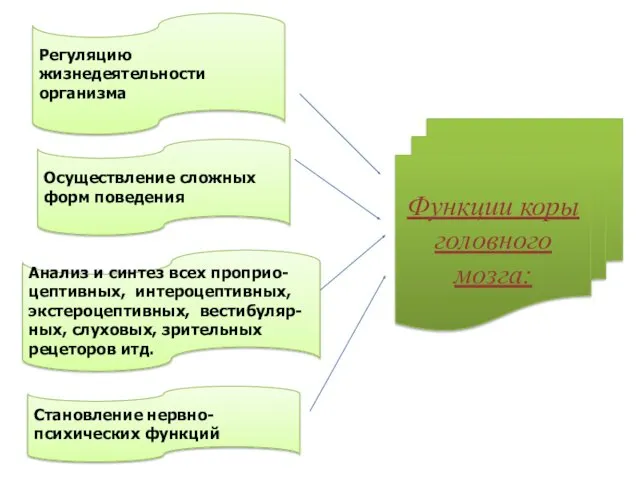 Функции коры головного мозга: Регуляцию жизнедеятельности организма Осуществление сложных форм