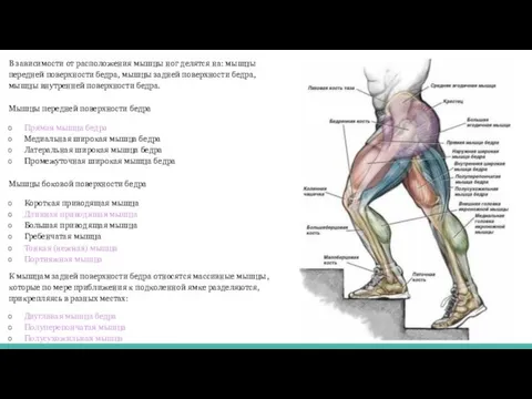 В зависимости от расположения мышцы ног делятся на: мышцы передней поверхности бедра, мышцы