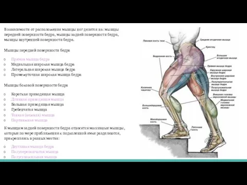 В зависимости от расположения мышцы ног делятся на: мышцы передней