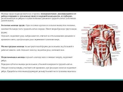 Мышцы груди подразделяются на 2 группы: поверхностные, начинающиеся от ребер и идущие к
