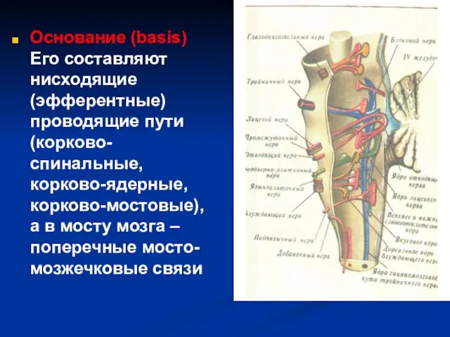 Основание (basis) Его составляют нисходящие (эфферентные) проводящие пути (корково-спинальные, корково-ядерные,