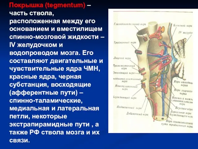 Покрышка (tegmentum) – часть ствола, расположенная между его основанием и