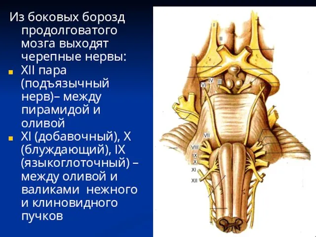 Из боковых борозд продолговатого мозга выходят черепные нервы: XII пара