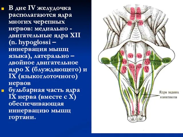 В дне IV желудочка располагаются ядра многих черепных нервов: медиально