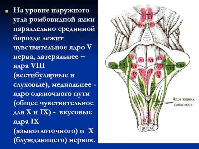 На уровне наружного угла ромбовидной ямки параллельно срединной борозде лежит