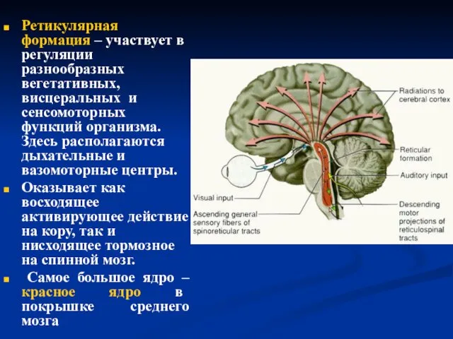 Ретикулярная формация – участвует в регуляции разнообразных вегетативных, висцеральных и