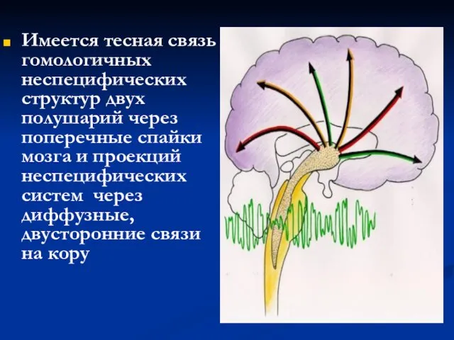 Имеется тесная связь гомологичных неспецифических структур двух полушарий через поперечные