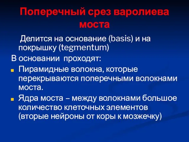 Поперечный срез варолиева моста Делится на основание (basis) и на