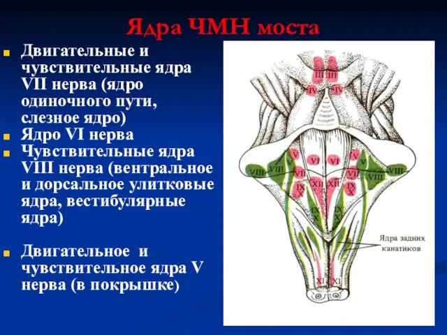 Ядра ЧМН моста Двигательные и чувствительные ядра VII нерва (ядро