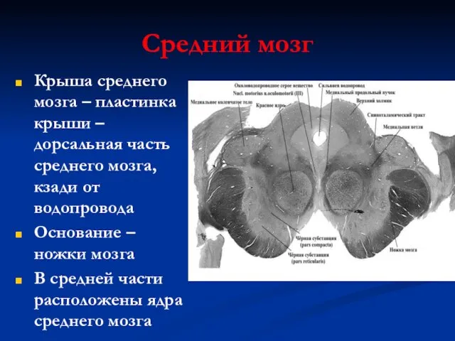 Средний мозг Крыша среднего мозга – пластинка крыши – дорсальная