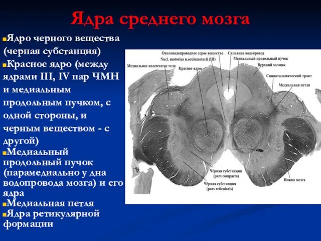 Ядра среднего мозга Ядро черного вещества (черная субстанция) Красное ядро