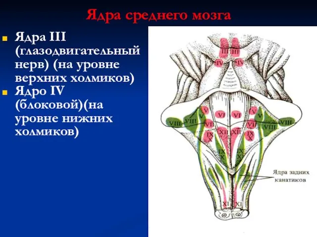 Ядра среднего мозга Ядра III (глазодвигательный нерв) (на уровне верхних