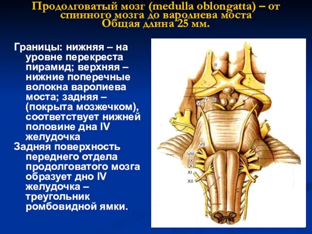 Продолговатый мозг (medulla oblongatta) – от спинного мозга до варолиева