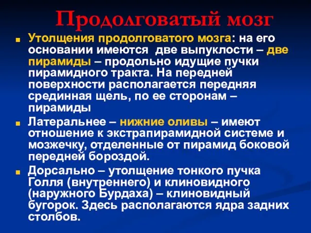 Продолговатый мозг Утолщения продолговатого мозга: на его основании имеются две