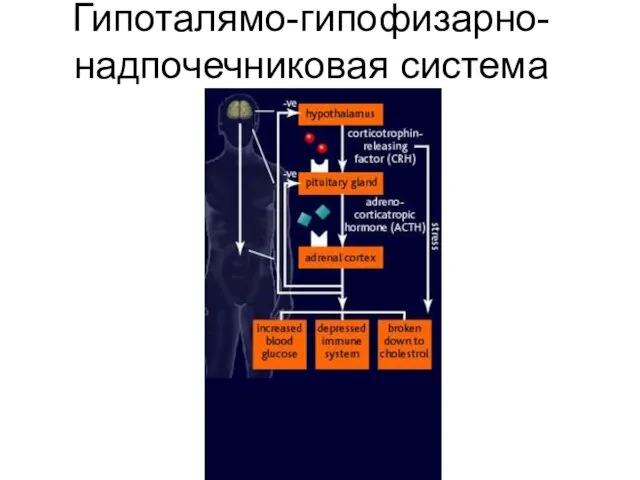 Гипоталямо-гипофизарно-надпочечниковая система