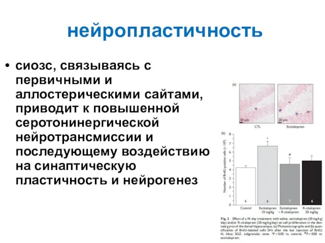 нейропластичность сиозс, связываясь с первичными и аллостерическими сайтами, приводит к