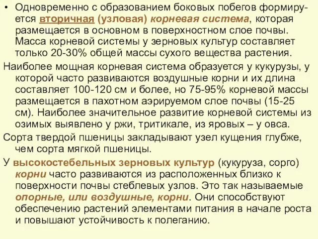 Одновременно с образованием боковых побегов формиру-ется вторичная (узловая) корневая система, которая размещается в