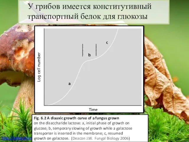 У грибов имеется конститутивный транспортный белок для глюкозы http://telegraf.com.ua Fig.