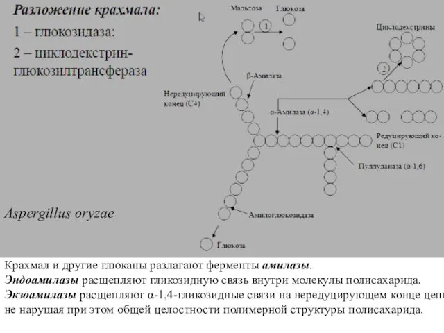 Крахмал и другие глюканы разлагают ферменты амилазы. Эндоамилазы расщепляют гликозидную связь внутри молекулы