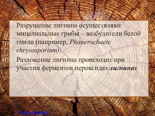 Разрушение лигнина осуществляют мицелиальные грибы – возбудители белой гнили (например,