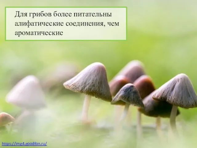 Для грибов более питательны алифатические соединения, чем ароматические https://img4.goodfon.ru/