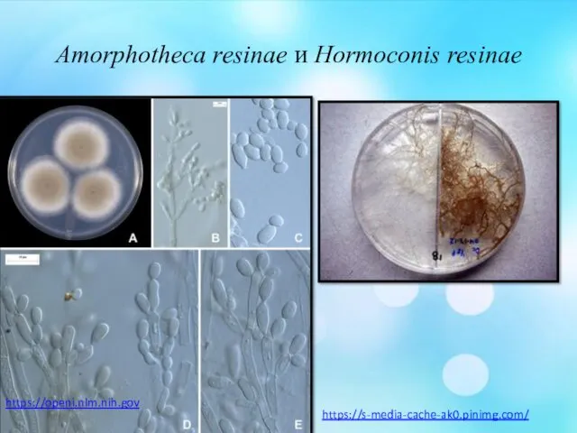 Amorphotheca resinae и Hormoconis resinae https://openi.nlm.nih.gov https://s-media-cache-ak0.pinimg.com/