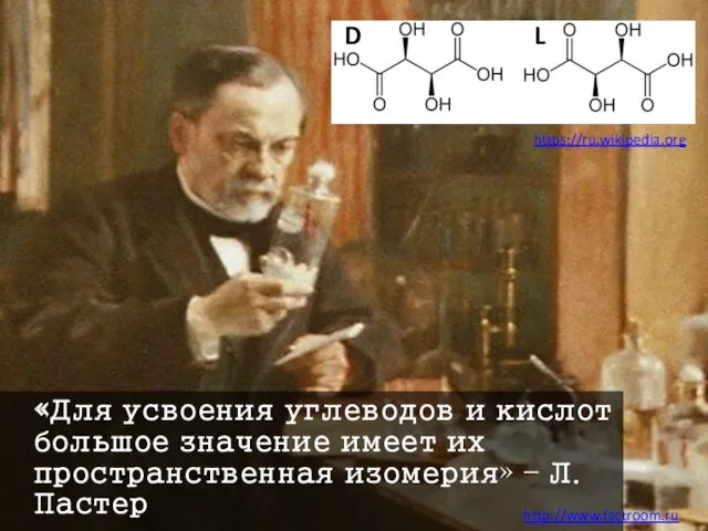 «Для усвоения углеводов и кислот большое значение имеет их пространственная